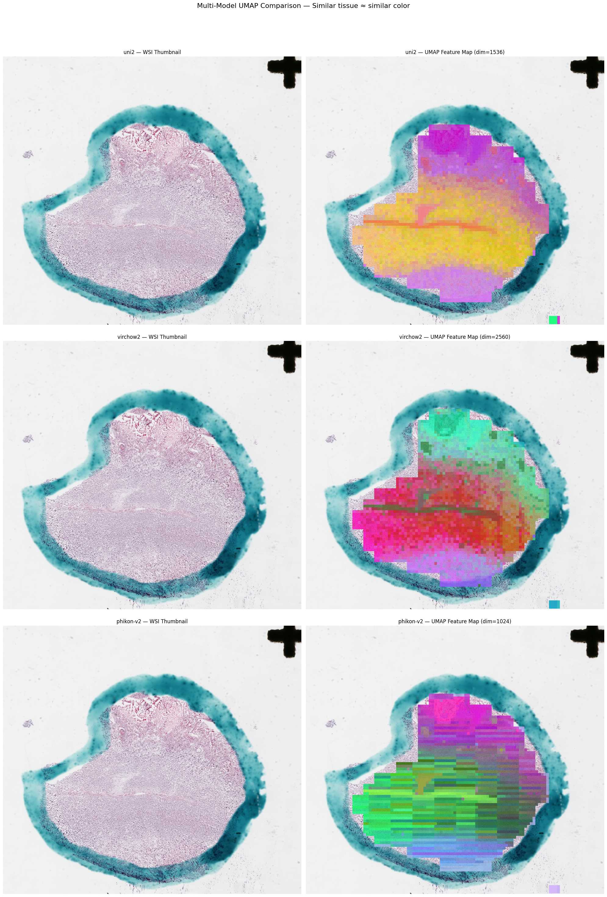 Multi-model UMAP feature map comparison